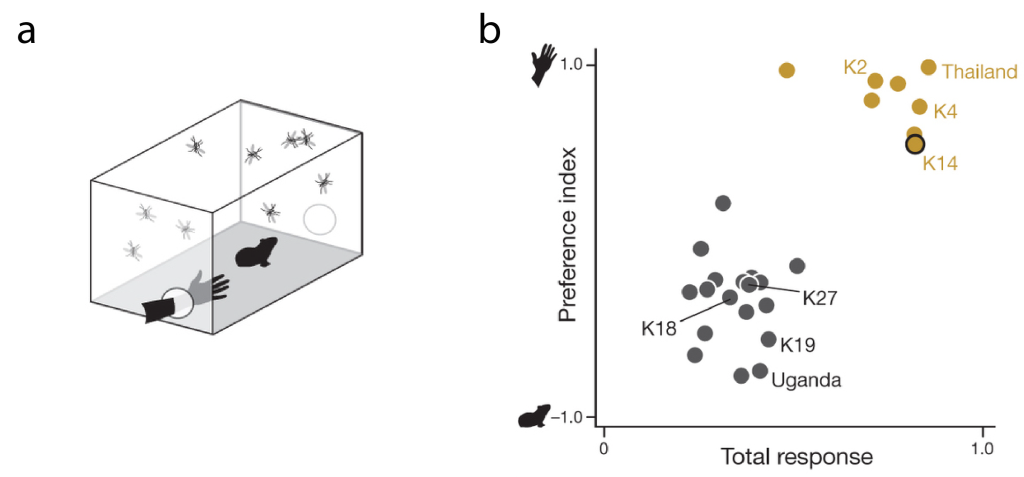 (a) A bite preference test - it's man vs guinea pig in there. (b) The domestic form (gold dots) prefers humans over guinea pigs and bites a lot more than the forest form (black dots). From figure 2: Evolution of mosquito preference for humans linked to an odorant receptor. McBride et al (2014).