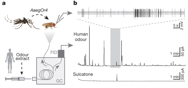 The researchers expressed the Or4 gene in Drosophila neurons - they respond when exposed to human odour and sulcatone. Figure 4: Evolution of mosquito preference for humans linked to an odorant receptor. McBride et al (2014). 