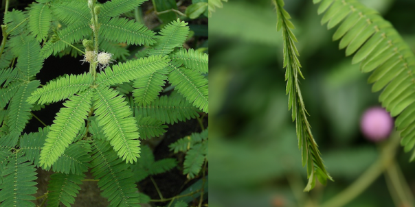 Mimosa pudica with open leaves (day) and with closed leaves (as it would be at night). Day image CC-BY-SA 3.0 Frank Vincentz; closed leaves image CC-BY-SA 3.0 User:Sten
