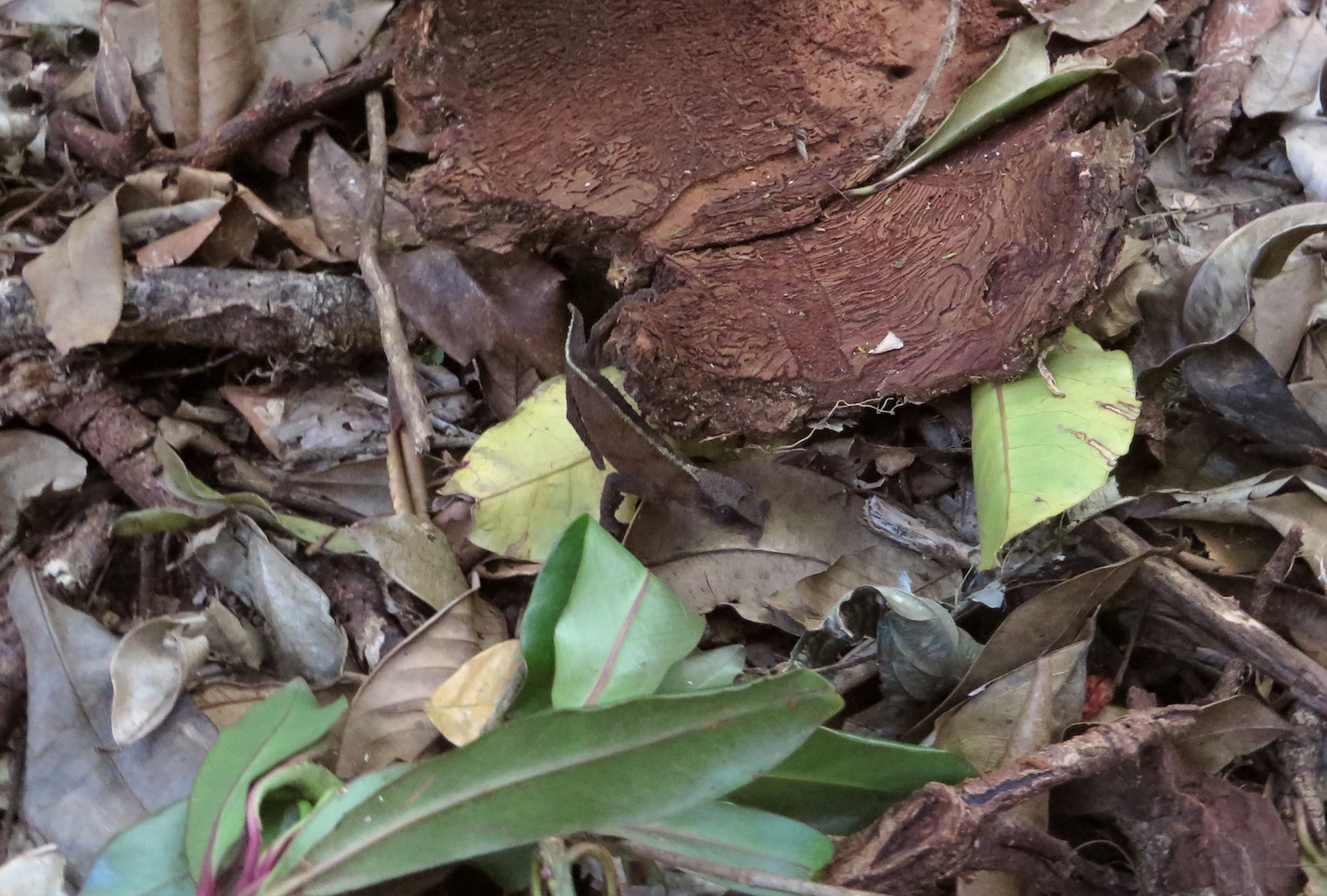 IMG_1212 - pygmy chameleon on ground