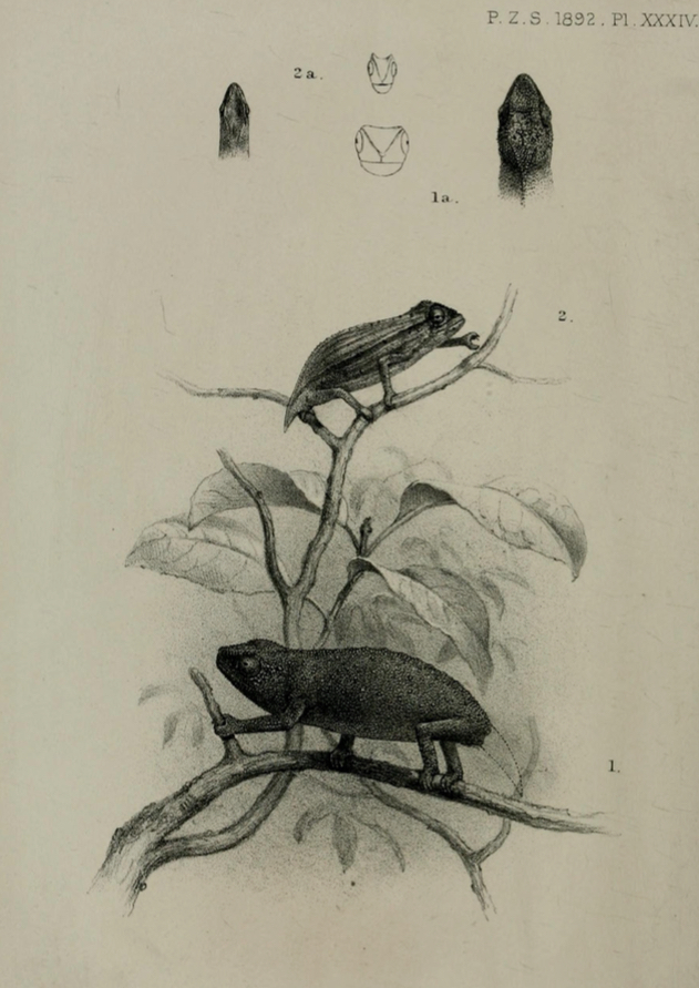 sketch of rhampholeon platyceps